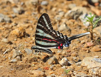 Zebra Swallowtail - Summer form